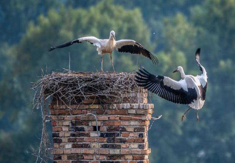 Expert Chimney Animal Removal in Dallas, TX Professional Chimney Animal Removal Services in Dallas, Texas
