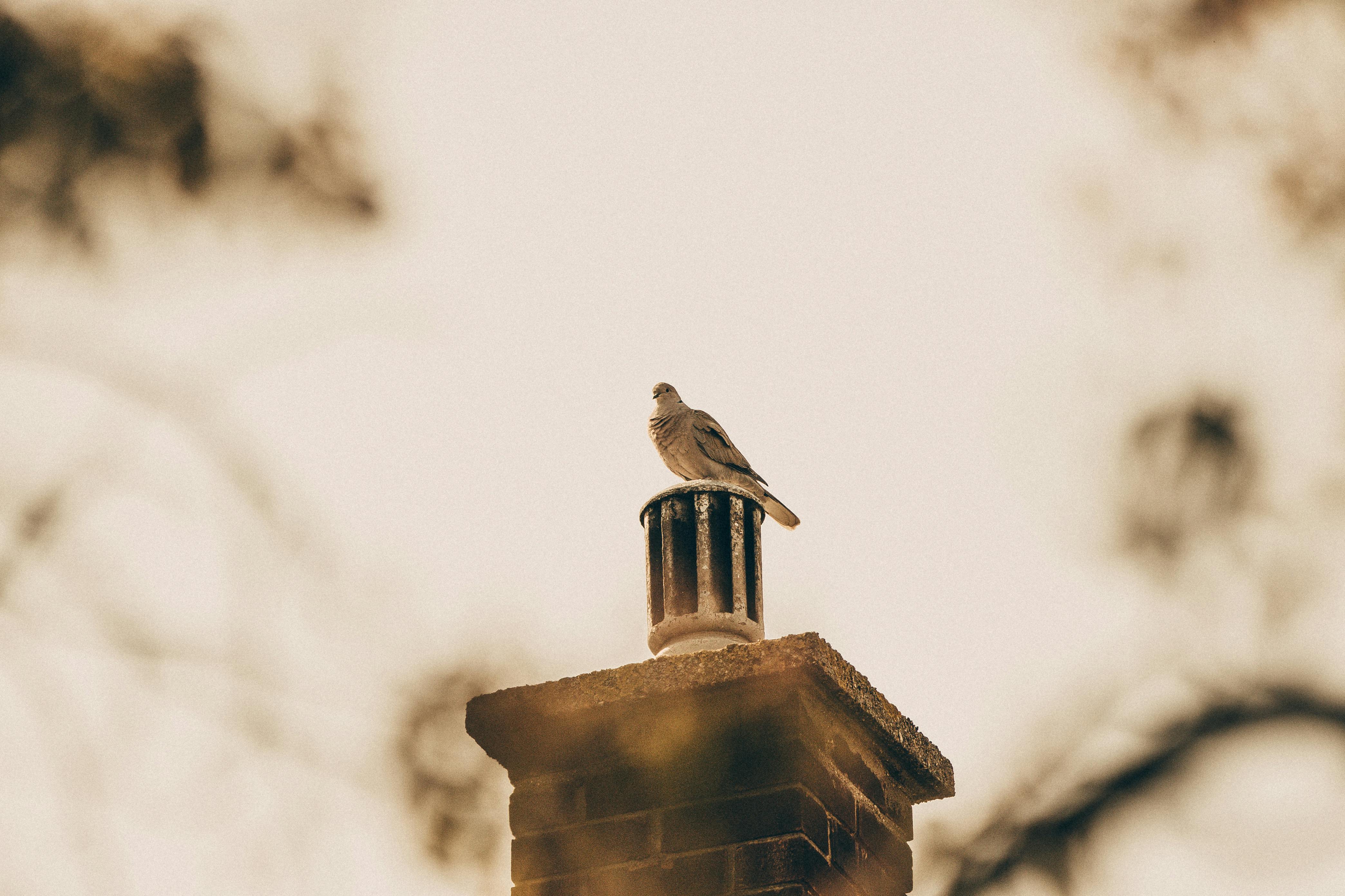 Professional Chimney Cap Installation Services in Dallas, TX Expert Chimney Cap Installation in Dallas, Texas
